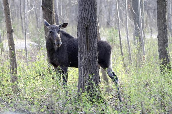 Briedžiai jaukinasi Klaipėdą